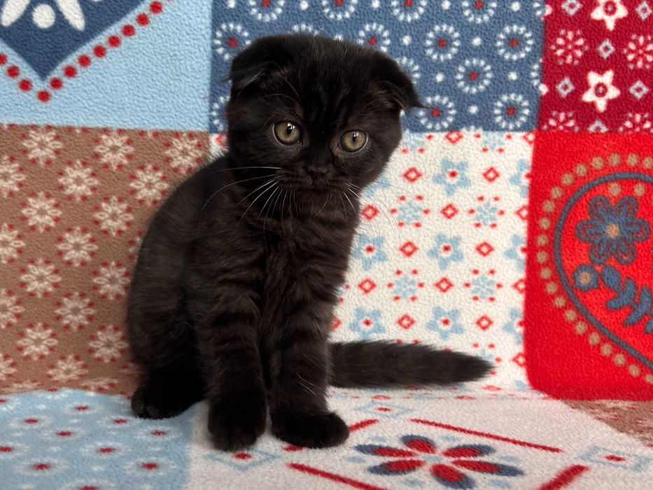 Pisicuță adorabilă Scottish Fold - rasa pură, cu Pedigree