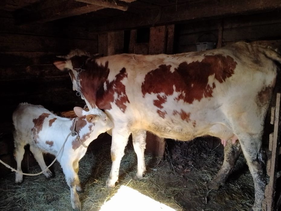 Junincă de vânzare