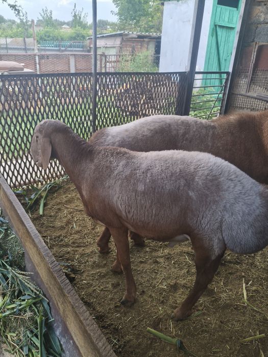 Продается кошкар