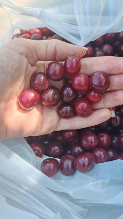Продам вишню домашнюю