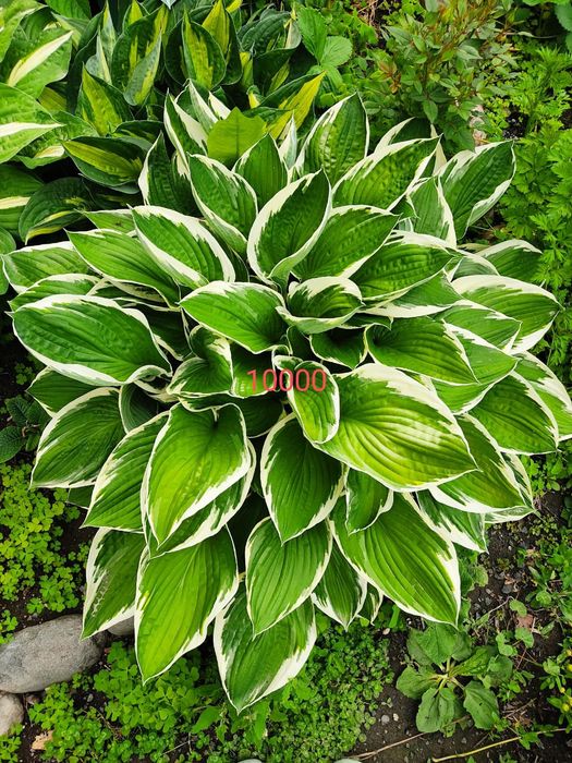 Хосты , клематисы