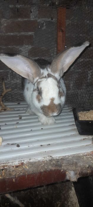 Заек пеперуда х великан