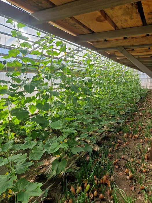 Продам дом с зимней теплицой