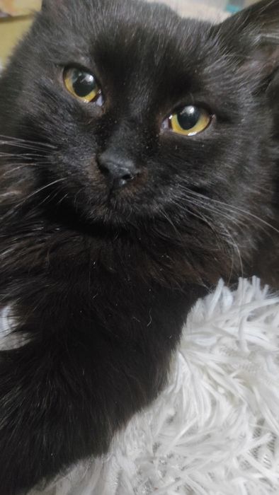 Отдаем кошечку,в добрые руки.