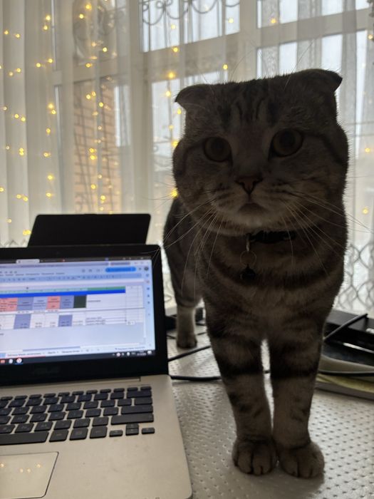 Кот для спаривания