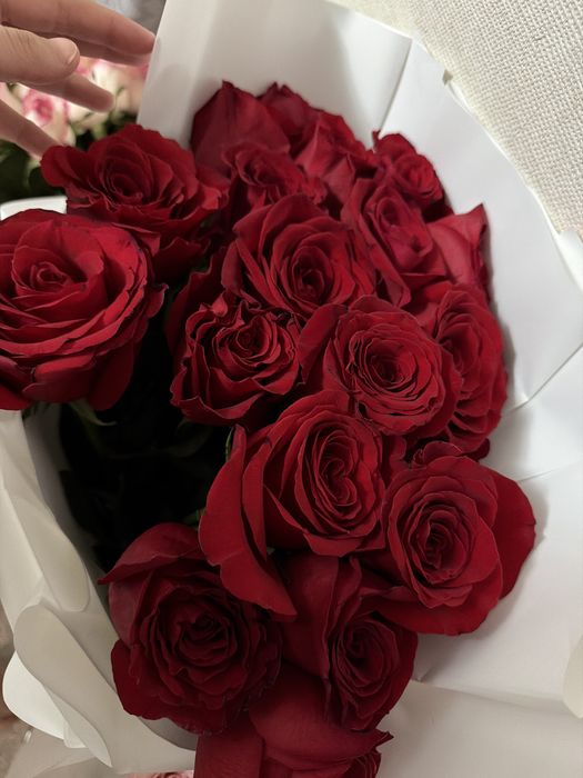 красные розы 17шт