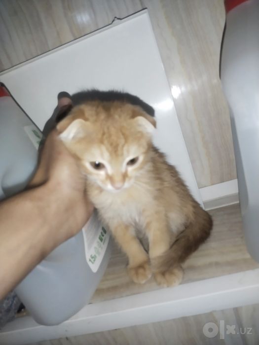 Котёнок 2 месячный
