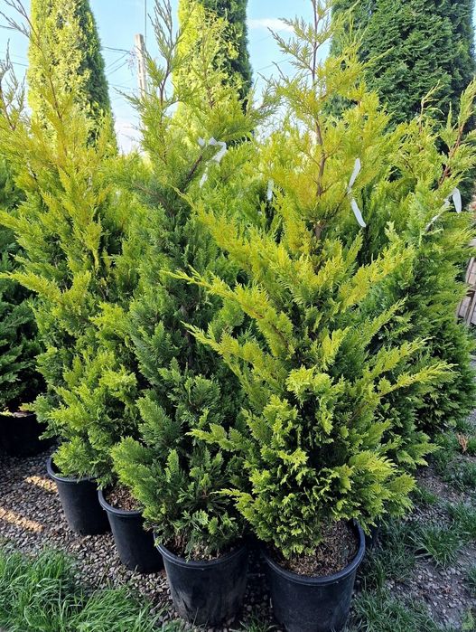 Tuia leylandii glod inaltime 1.50m 1.80m