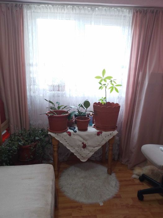 Vând apartament cu 2 camere in Abrud