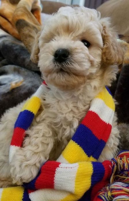 Мальтипу Ф_2 есть девочки и мальчики