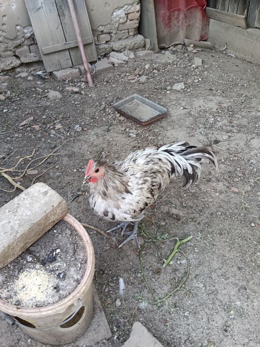 Vând cocoși australorp splash