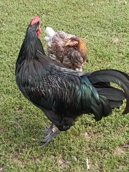 Cocoș australorp