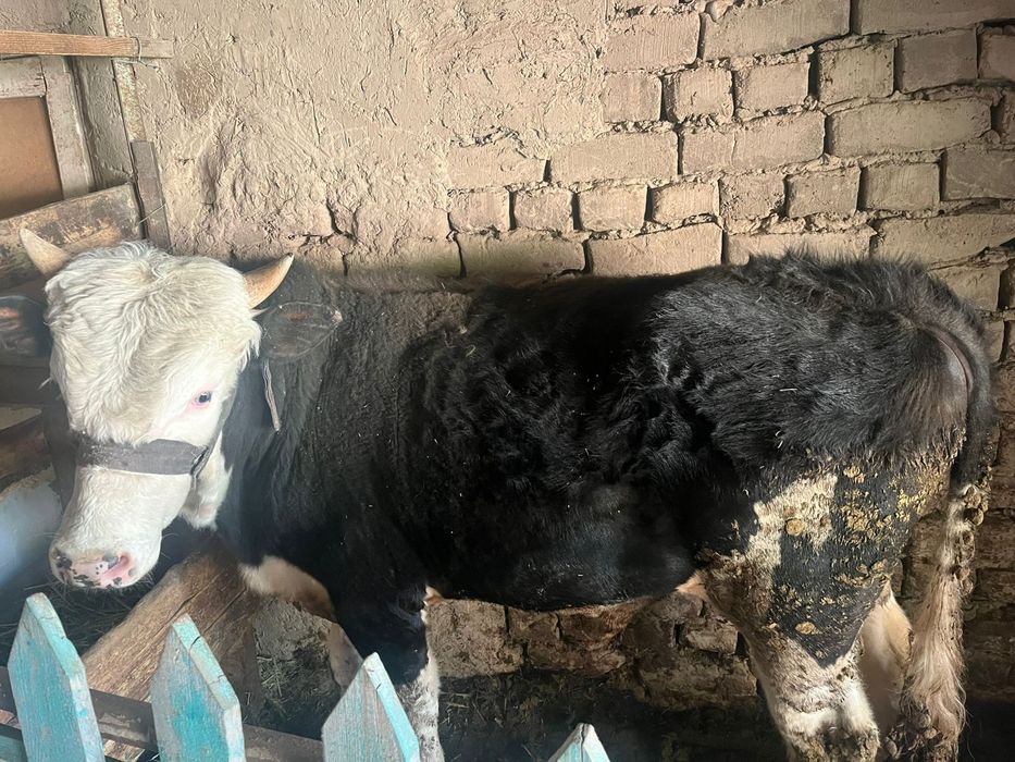 Семіз өгіз сатылады