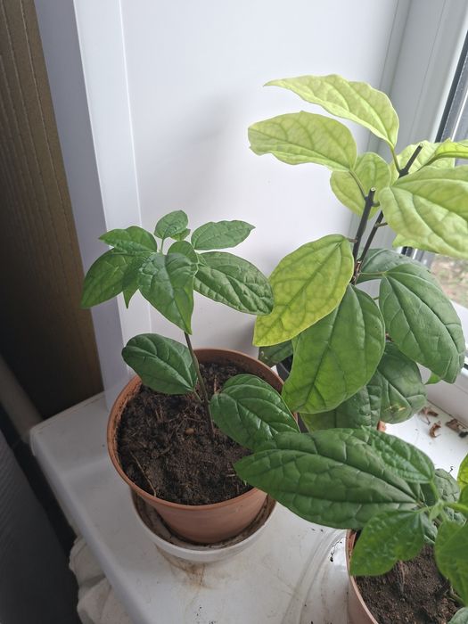 Продам комнатные цветы