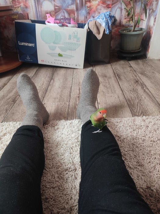 Продам папугаев вместе с клетко