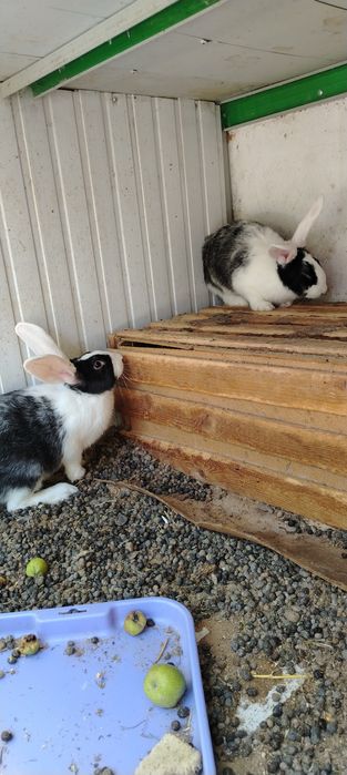 Zotdor quyon bolari 3 oyli boldi yiri narsala