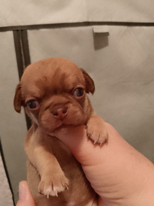 Готовятся к продаже щенки чихуахуа