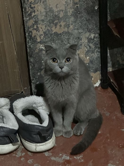 mushik sotilad qizbola