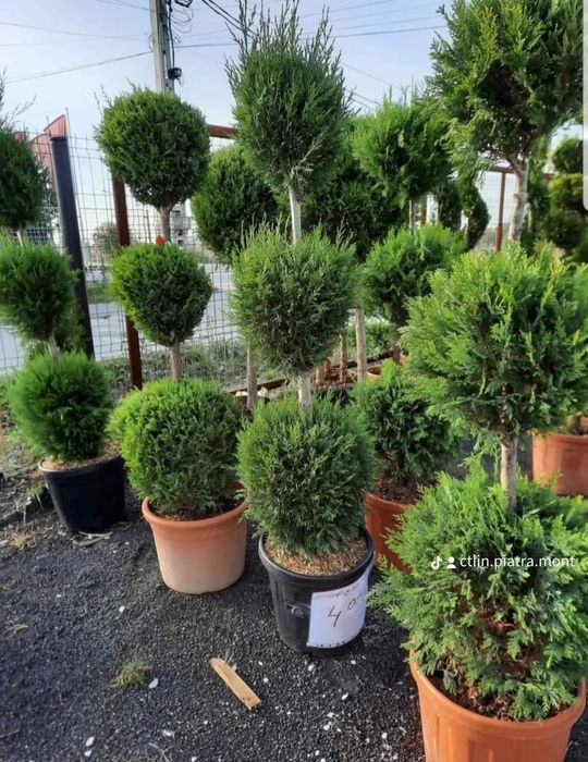 Vând plante ornamentale