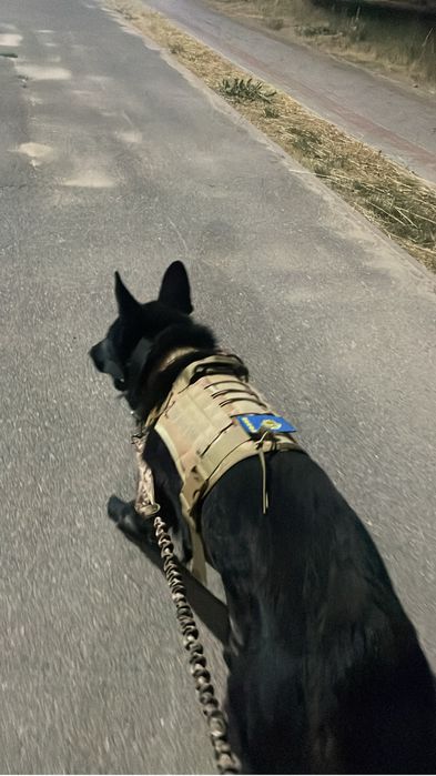 вязка. восточно европейская овчарка кобель