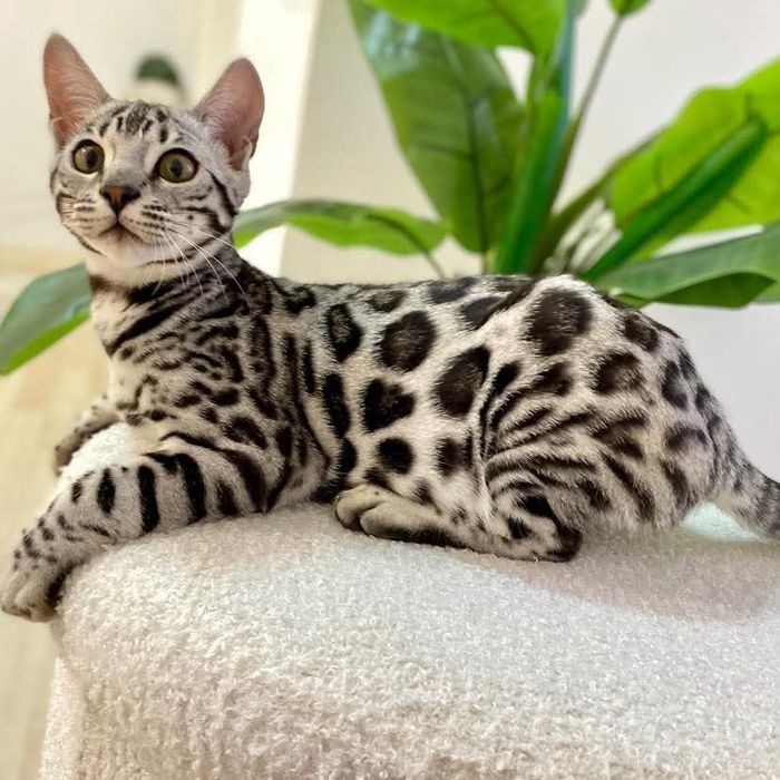 Бенгальские котята в серебре