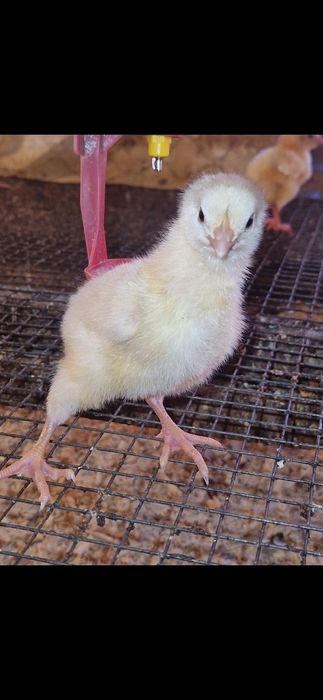 Цыплята. Бройлер