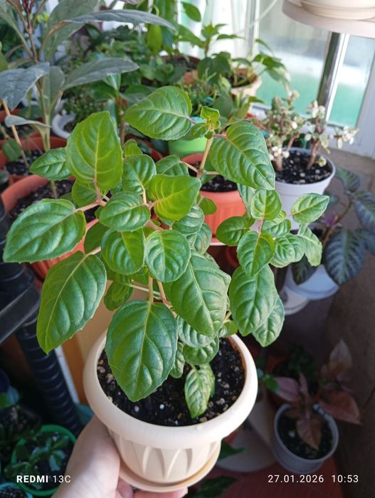 Продам комнатные растения