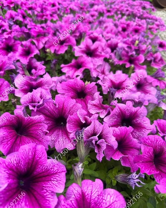 Петуния бархатцы цветы