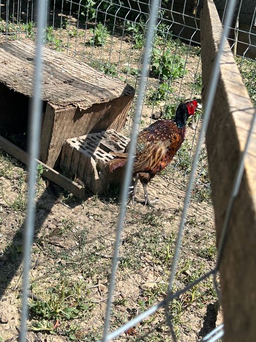 Vând familie fazani