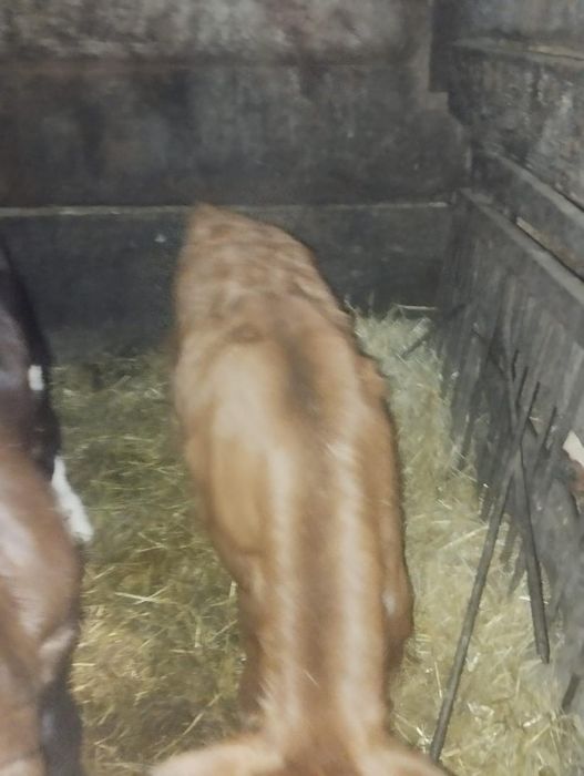 Продам телят, бычки ,12дней и 3 дня