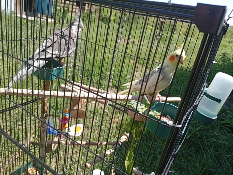 Продам самца кареллы