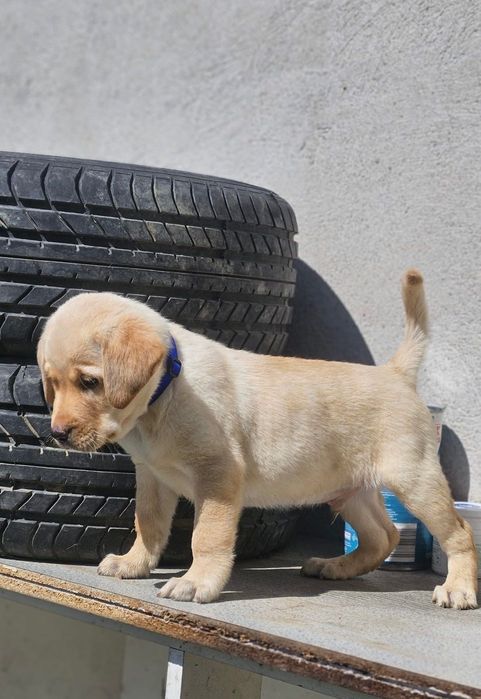 Labrador Retriever cu pedigree