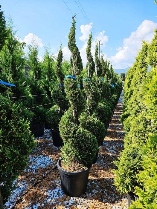 Transformă-ți Curtea cu Plante Decorative de Calitate Extra