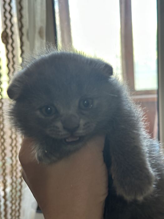 Продам котят шотландцев