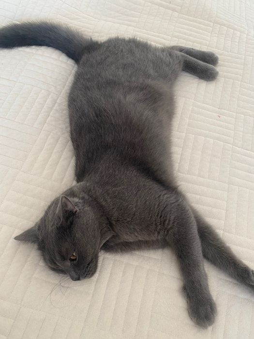 Отдам кота в хорошие руки