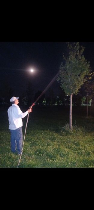 Газон гул дарахт
