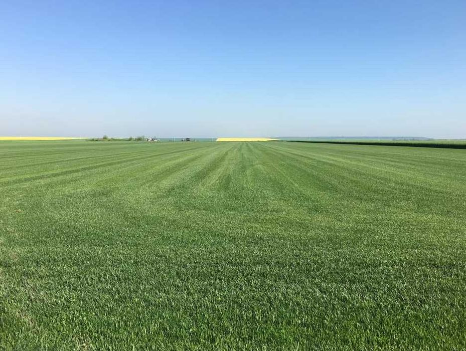 Gazon Rulou Proaspăt – Livrare în Toată Țara și Montaj