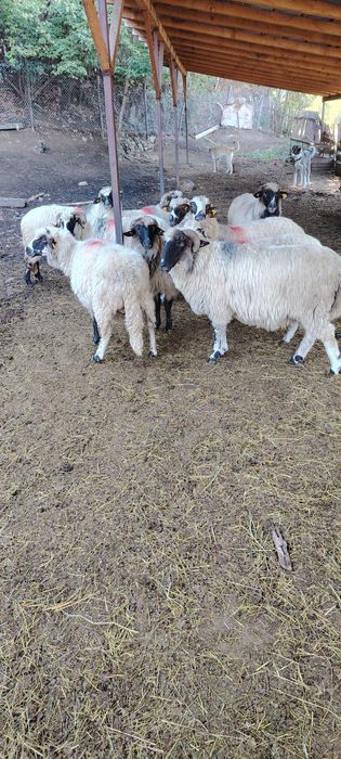 10 oi de ținut disponibile
