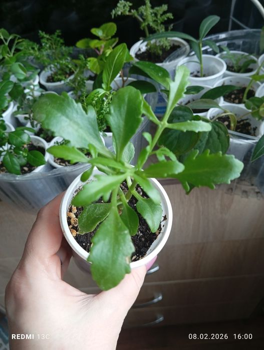 Продам отростки комнатных растений