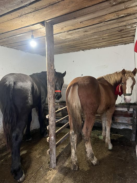 Vand manz harmasar de 6 luni blond