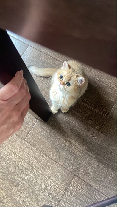 Золотые британские котята в питомнике