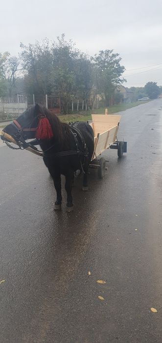 De vanzare ponei si caruta