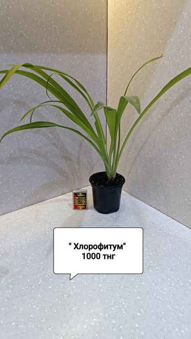 Цветы комнатные в горшках