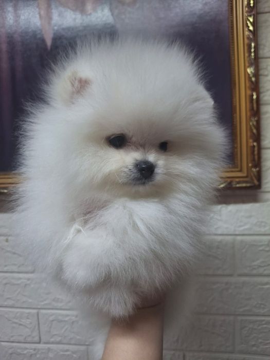 Шпицы мальчики готовы к переезду