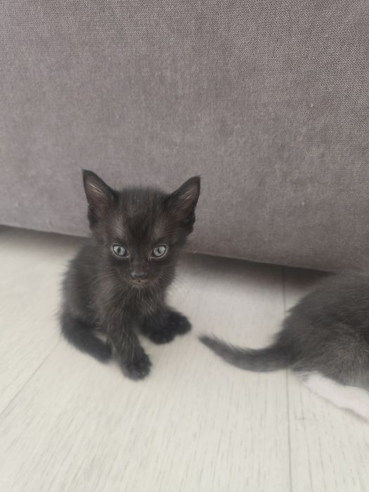 Отдам котят в добрые руки