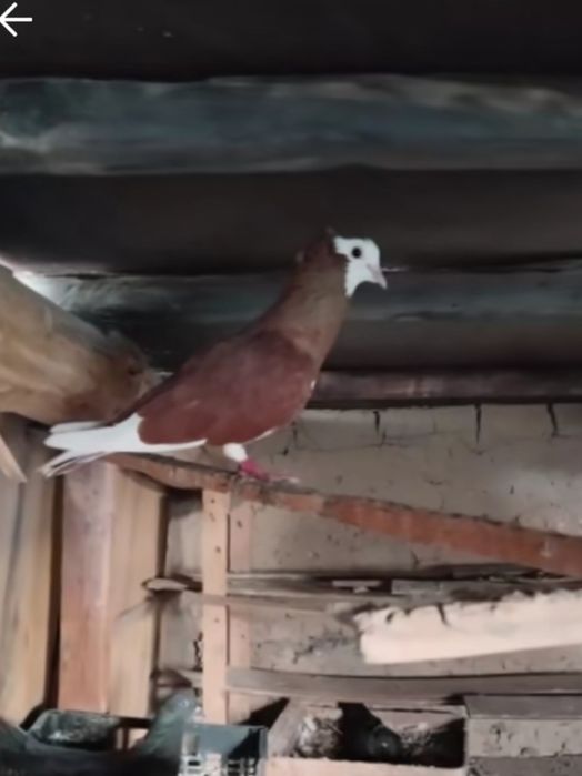 Продажа голубей разной масти