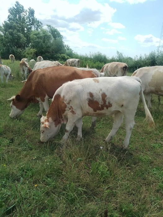 Vând 10 vițele si 1 taur