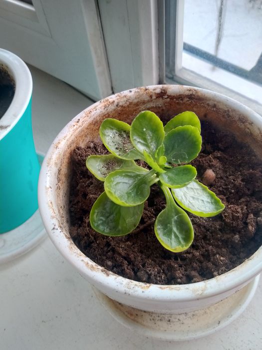 Продам комнатные растения.