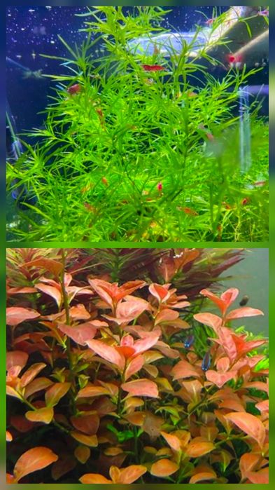 Plante Naturale Acvariu usor de crescut