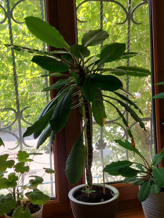 Продам комнатные растения.